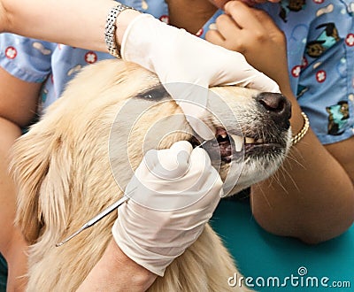 Veterinarian Cleaning Dogs Teeth Stock Photo