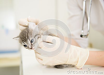 Veterinarian cleans ears cat Stock Photo