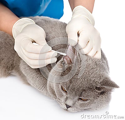 Veterinarian cleans ears cat. isolated on white background Stock Photo