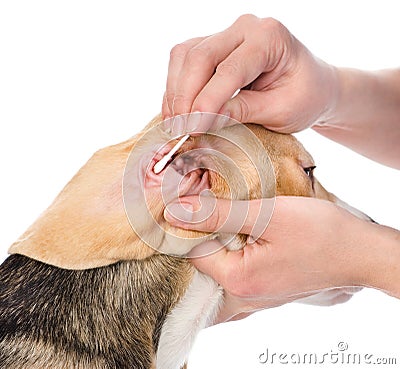 Veterinarian cleans ears to a dog. isolated on white background Stock Photo