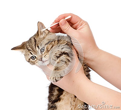 Veterinarian cleans ears to a small kitten. isolated Stock Photo