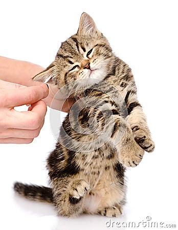 Veterinarian cleans ears to a small kitten. isolated Stock Photo