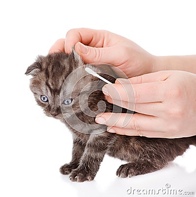 Veterinarian cleans ears to a small kitten. isolated on white Stock Photo