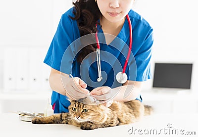 Veterinarian cleans ears to a young cat Stock Photo
