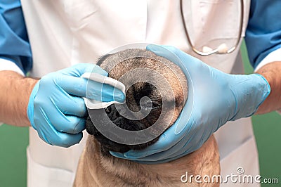 Veterinarian in the clinic examines the pug dog. Care and hygiene of folds and nose in flat-faced dogs, daily procedures Stock Photo