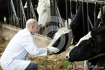 Veterinarian with cows in livestock farm Stock Photo