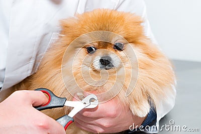 The veterinarian cuts the claws of a fluffy puppy. Pet care Stock Photo