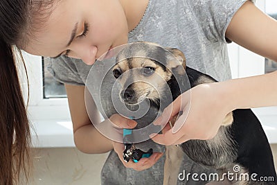 Veterinarian cuts the claws of a small dog toy terrier in the clinic. Prevention of diseases on the legs of an animal Stock Photo