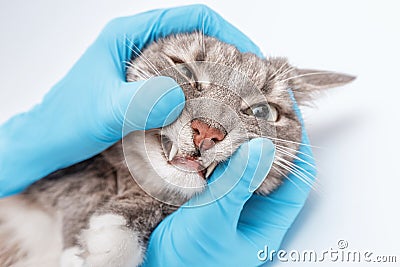 Veterinarian dentist checks condition and health of the cat`s teeth in the clinic. Health and longevity of your pet Stock Photo