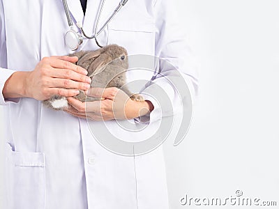 Veterinarian doctor holding and examining a baby gray rabbit with a stethoscope over white background. Stock Photo