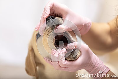 Veterinarian doctor holding and examining Labrador puppy Stock Photo