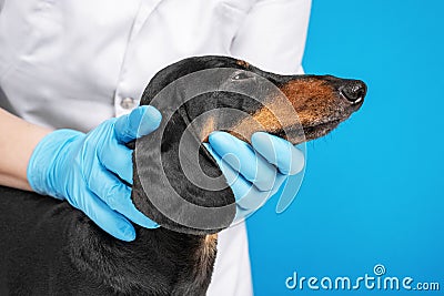 Veterinarian in doctors coat and rubber sterile gloves checks the eyes, ears and skin of obedient dachshund on blue background Stock Photo