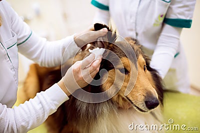 Female veterinarian exam dog`s ear at professional pet clinic Stock Photo