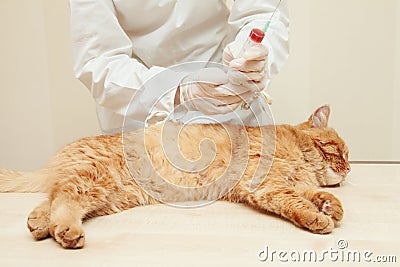 Veterinarian examine red cat , blood test Stock Photo