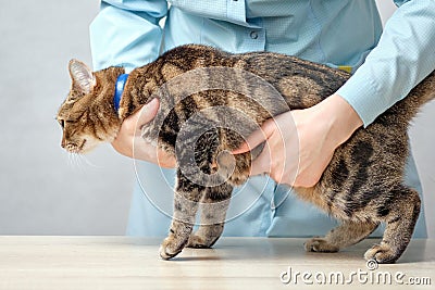 Veterinarian examines the belly of an animal cat Stock Photo