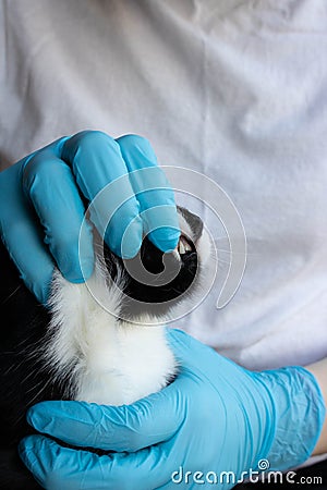 A veterinarian examines a black cat`s teeth at the clinic Stock Photo