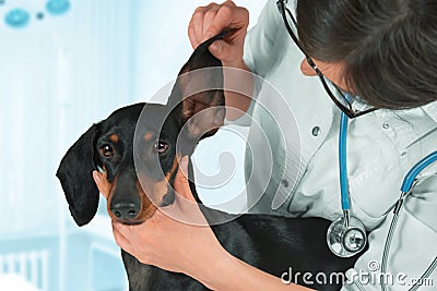 Veterinarian examines ear of a dog Stock Photo