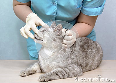 Veterinarian examines the eyes of a sick cat Stock Photo