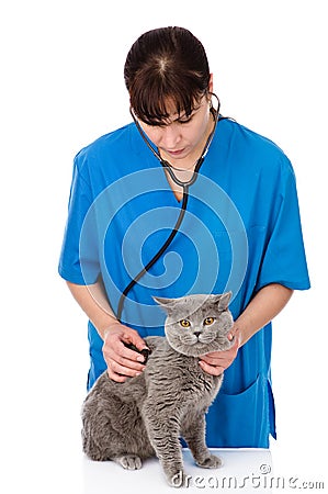 Veterinarian examining a cat. isolated on white background Stock Photo