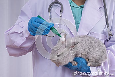 Veterinarian is examining and cleaning rabbit ear with cotton buds Stock Photo