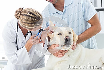 Veterinarian examining ear of dog with owner Stock Photo