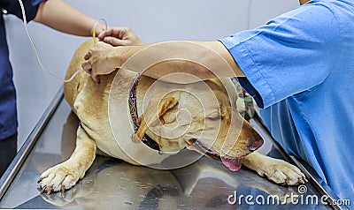 Veterinarian Examining and giving an IV to a sick dog. Stock Photo