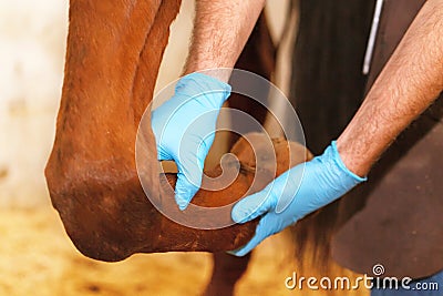 Veterinarian examining horse leg tendons Stock Photo