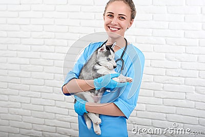 Veterinarian examining little husky puppy Stock Photo