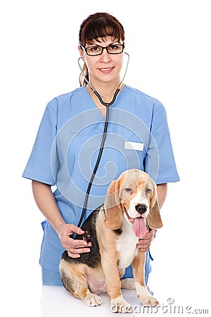 Veterinarian examining a puppy dog. isolated on white background Stock Photo