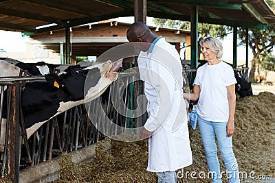 Veterinarian and farmer cows at farm Stock Photo