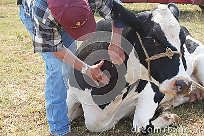 Veterinarian Finding the Cow's Vein Stock Photo