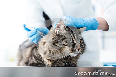 Veterinarian giving an injection to a pet Stock Photo