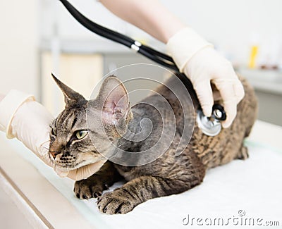 Veterinarian hand examining a devn rex cat with stethoscope Stock Photo