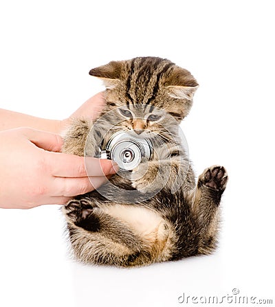 Veterinarian hand examining a scottish kitten. isolated on white Stock Photo