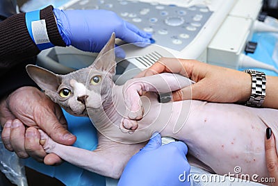 Veterinarian hand holding cat to carry an ultrasound examination, another hand adjusting ultrasonic machine Stock Photo