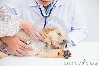 Veterinarian hands checking dog by stethoscope Stock Photo