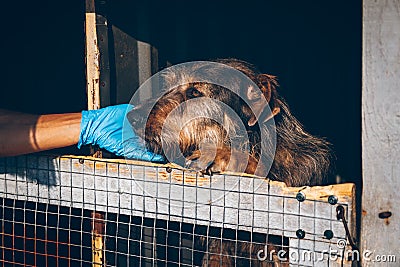 Veterinarian hands stroking old homeless dog in animal shelter. Volunteers help Ukrainian pets. Editorial Stock Photo