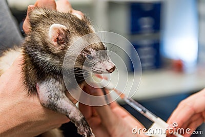 Veterinarian heal patient ferret Stock Photo