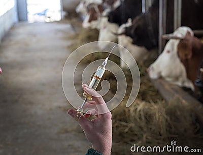 Veterinarian with injection for cows Stock Photo