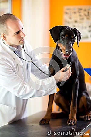 Veterinarian listen respiration of Great Done dog in vet clinic Stock Photo