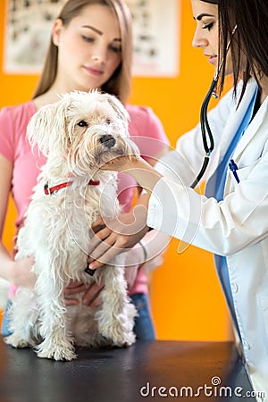 Veterinarian listens sick dog with stethoscope Stock Photo