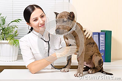 Veterinarian listens stethoscope pit bull puppy Stock Photo