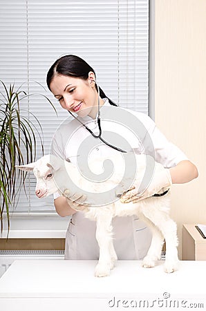 Veterinarian listens to a stethoscope a goat Stock Photo