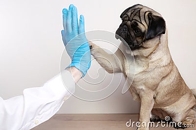 veterinarian medical checkup a pug dog, advertisement of a clinic for pets. care and professional medical care of dog Stock Photo