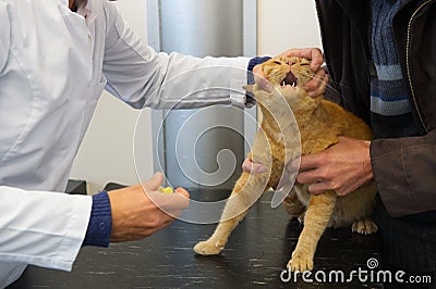 Veterinarian opening mouth from cat Stock Photo