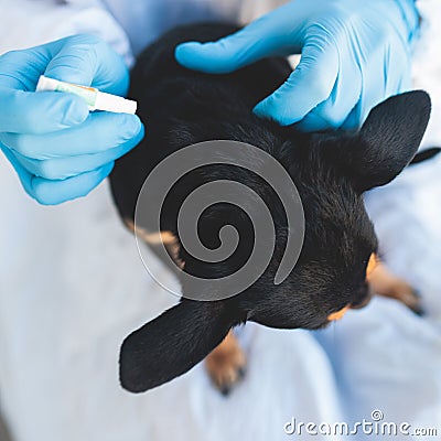 Veterinarian specialist holding small black dog and applying drops at the withers, medicine from parasites, ticks, worms and fleas Stock Photo