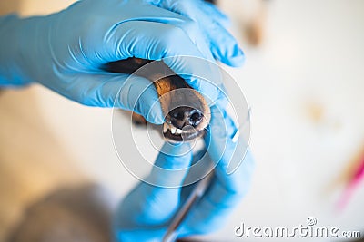 Veterinarian specialist holding small dog and cleaning whitening dog teeth at home with toothpaste dental floss, small black Stock Photo