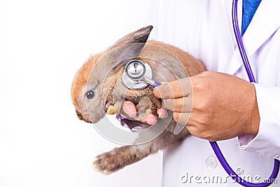 A veterinarian uses a stethoscope to check the health of the brown rabbit. Stock Photo