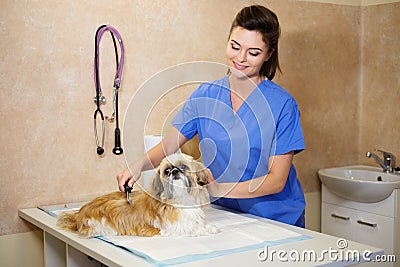 Veterinarien examining Shih tzu in veterinary clinic. Stock Photo