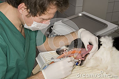 Veterinary Stock Photo